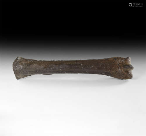 Natural History - Ice Age Horse Leg Bone