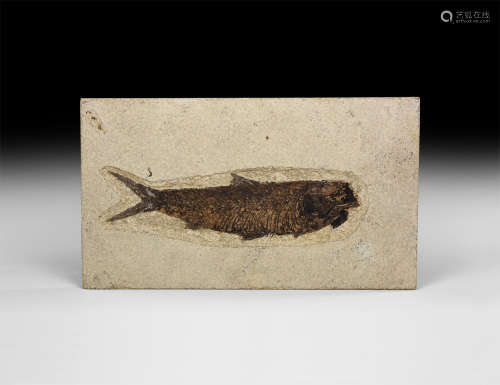 Natural History - Knightia alta Fossil Fish