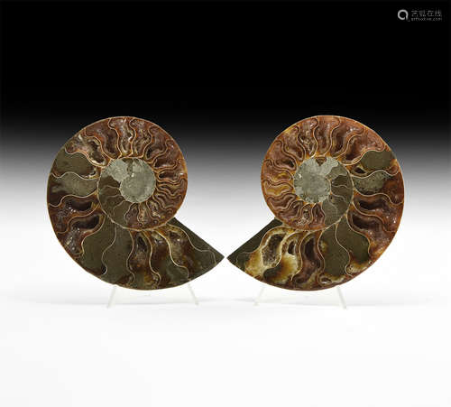 Natural History - Fossil Ammonite