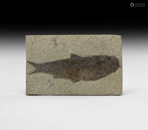 Natural History - Knightia alta Fossil Fish