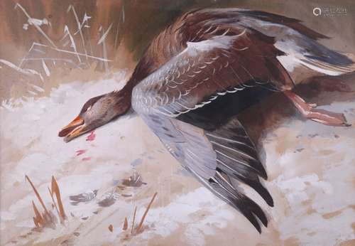 Archibald Thorburn (1860-1935)Greylag GooseSigned with initials Watercolour and bodycolour on buff