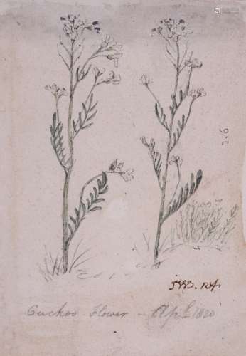 James Ward R.A. (1769-1859)Ragwort; Cukoo Flower; MeadowsweetThree, all signed with initials and