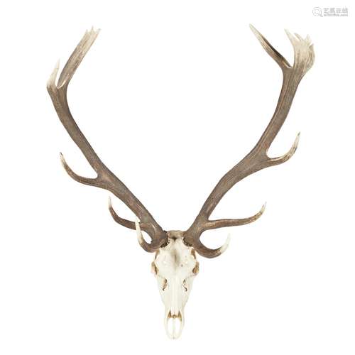 SET OF EUROPEAN RED DEER STAG ANTLERSwith fifteen points, mounted to a stripped skull100cm wide