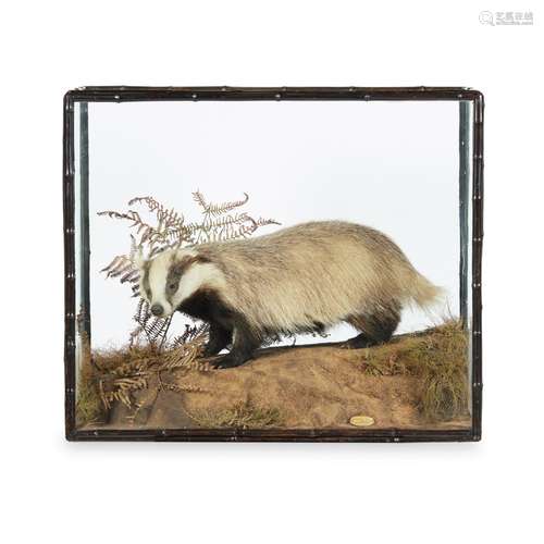 CASED TAXIDERMY BADGERfull mount with inset glass eyes, on a naturalistic style ground, with