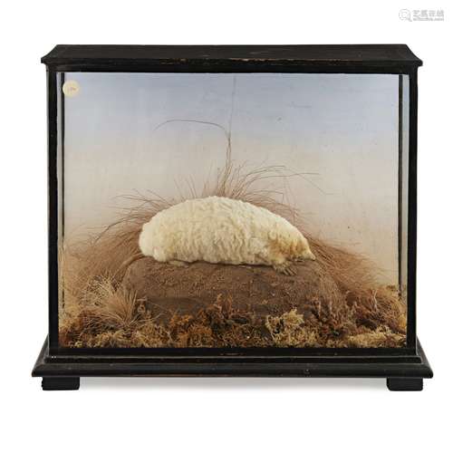 EDWARDIAN CASED TAXIDERMY ALBINO MOLEEARLY 20TH CENTURY full mount, perched on a 'mole hill' in an