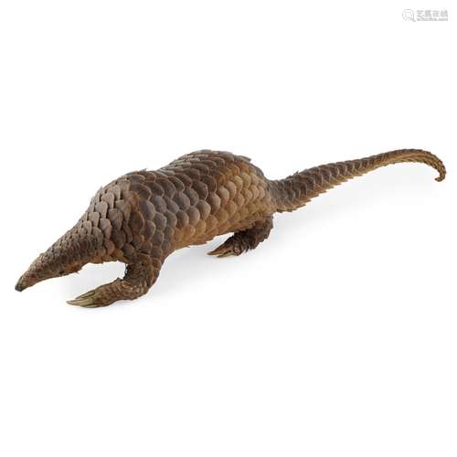 TAXIDERMY PANGOLINfull mount, with claws54cm longPlease be aware that this lot contains material