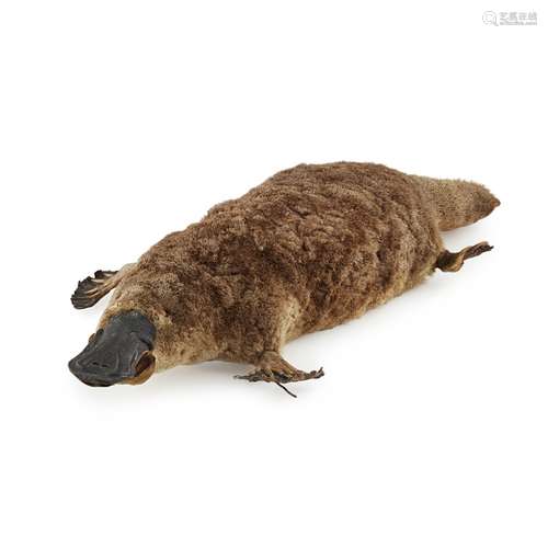 TAXIDERMY (DUCK BILLED) PLATYPUS(ORNITHORHYNCHUS ANATINUS) full mount, 56.5cm long; together with