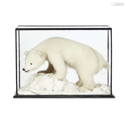 CASED TAXIDERMY POLAR BEAR CUB(URSUS MARITIMUS) full mount with glass inset eyes, raised on a faux