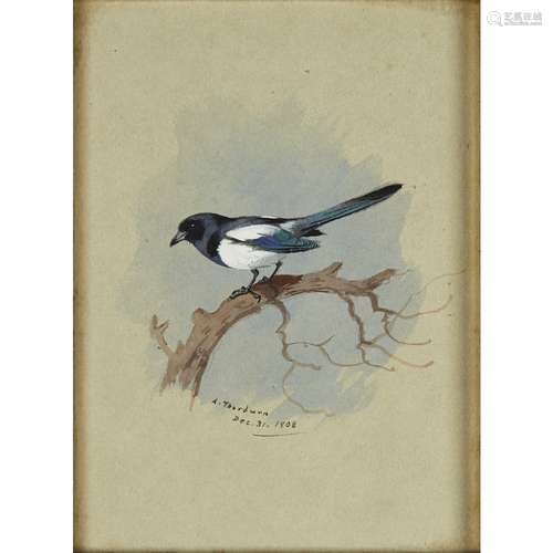 ARCHIBALD THORBURN (SCOTTISH 1860-1935)MAGPIE ON A BRANCH Signed and dated 'Dec. 31, 1908,' ink