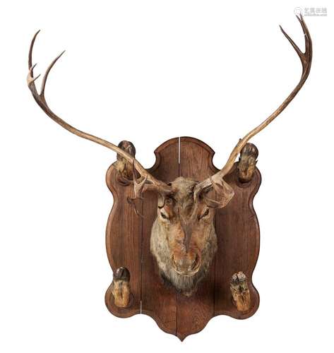 TAXIDERMY REINDEER HEADEARLY 20TH CENTURY head mount with inset glass eyes, mounted on an oak plaque