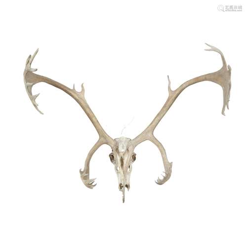 SET OF BARREN GROUND CARIBOU ANTLERSmounted to a stripped skull115cm wide point to pointPlease be