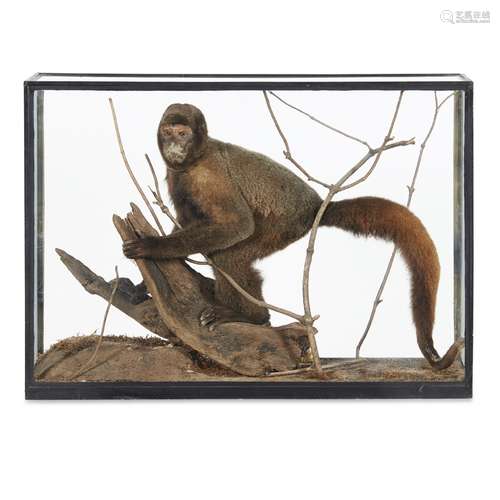 CASED TAXIDERMY COLOMBIAN WOOLLY MONKEY(LAGOTHRIX LUGENS) full mount with inset glass eyes, raised