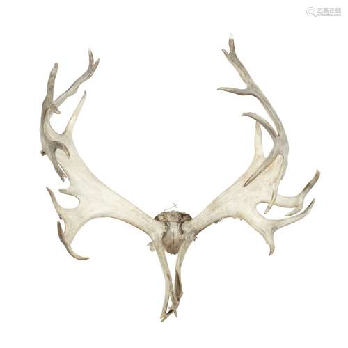 SET OF WOODLAND CARIBOU ANTLERSmounted to a partial stripped skull piece83cm wide point to