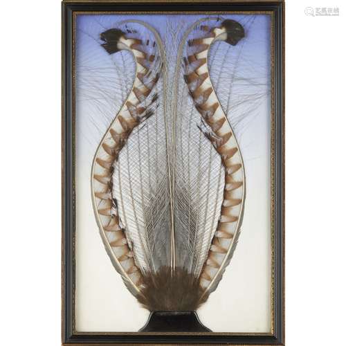 FRAMED AUSTRALIAN SUPERB LYREBIRD TAIL FEATHER DISPLAY19TH CENTURY mounted against a painted blue