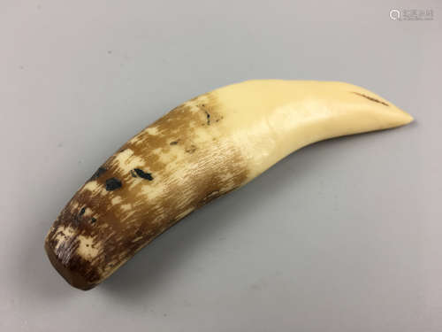 AN OLD WOLF TOOTH
