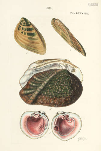 Conchologia Systematica or Complete System of Conchology: In which the Lepades and Conchiferous Mollusca are Described and Classified According to their Natural Organization and Habits, 2 vol., FIRST EDITION, Longman, Brown, 1841-1842 REEVE (LOVELL AUGUSTUS)