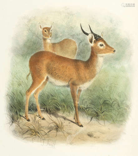 The Book of Antelopes, 4 vol., FIRST EDITION, R.H. Porter, 1894-1900 SCLATER (PHILIP LUTLEY) AND M.R. OLDFIELD THOMAS