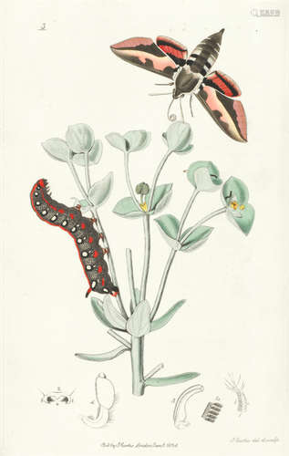 British Entomology; being illustrations and descriptions of genera of insects found in Great Britain and Ireland, 8 vol., FIRST EDITION, for the author, 1823-1840 CURTIS (JOHN)