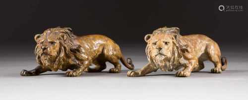 FRANZ XAVER BERGMANN1861 - 1932 war tätig in WienZwei lauernde Löwen Bronze, farbig gefasst. Je H. 7