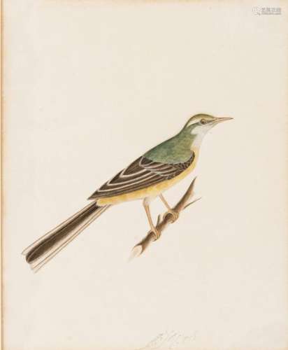 AN INDIAN MINIATURE PAINTING OF A PRINCELY GREEN-BROWN BIRD ON A BRANCH