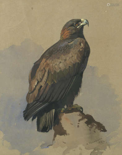 Golden Eagle Archibald Thorburn(British, 1860-1935)