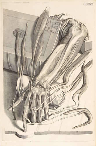 Anatomia humani corporis, centum & quinque tabulis, per artificiossis. G. de Lairesse ad vivum delineatis.  Amsterdam: for the widow of Joannes van Someren, the heirs of Joannes van Dyk, Henry Boom and widow of Theodore Boom, 1685.  BIDLOO, GOVARD 1649-1713.