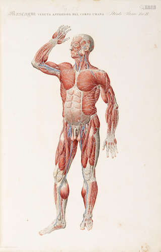 Anatomia Universale.  Florence: Batelli, 1833.  MASCAGNI, PAOLO. 1752-1815.