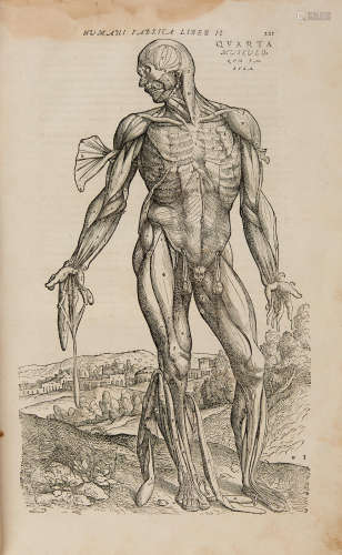 De humani corporis fabrica libri septem.  Basel: Johannes Oporinus, August 1555.  VESALIUS, ANDREAS. 1514-1564.