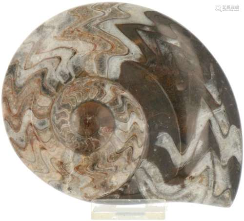 Ammonite.