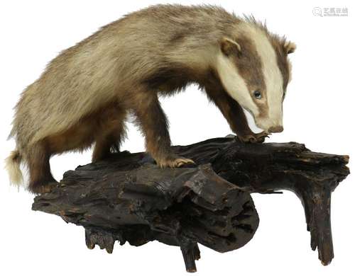 Stuffed  badger