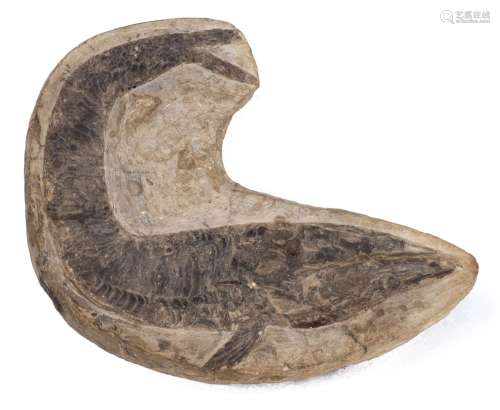 Fossile d'aspidorhynchus H. 24x27 cm - - Vénerie - Taxidermie Venery - [...]