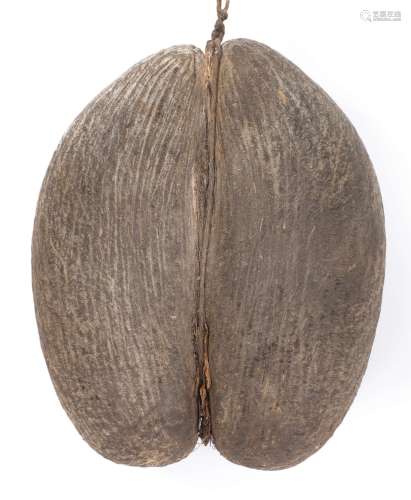 Coco-fesse spécimen brut. Lodoicea maldivica. Espèce endémique des [...]