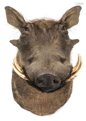 A hunting trophy of a warthog, H 37 W 53 D 58 cm