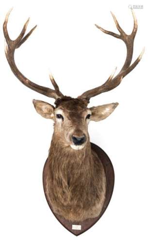 A hunting trophy of a red deer, with inscription '…