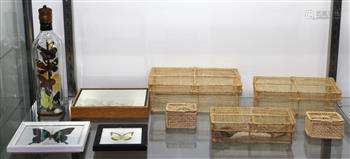 (lot of 8) Insect specimen group, consisting of butterflies, moths, and other insects together