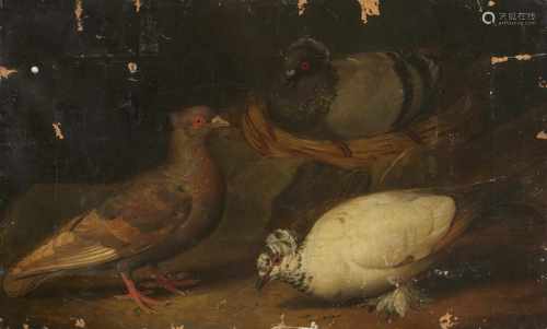 Jakob Samuel Beck, zugeschriebenDrei TaubenÖl auf Leinwand. 41,5 x 67 cm.Jakob Samuel Beck,