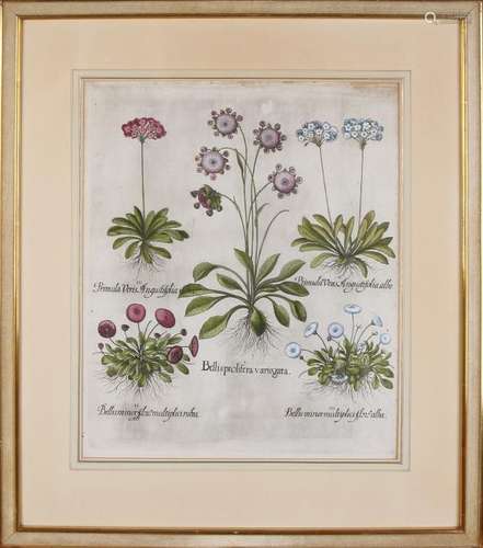 18th Century hand-colored botanical hortus engraving.