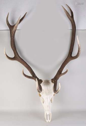 Large old red deer antler. 20th century. Dimensions: