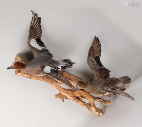 Decoration piece. Well-prepared ducks. Mounted on