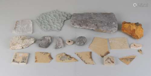 Lot of various archaeological fossil finds. Dimensions:
