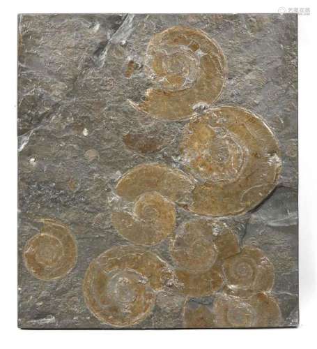 Platte mit Ammoniten, Posidonienschiefer, Holzmaden,