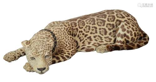 ϒ A preserved leopard, Panthera pardus, late 19th/early 20th century, modelled recumbent