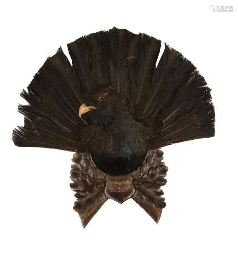 A wall mount of a preserved capercaillie, Tetrao urogallus, dated 1935, the preserved head and