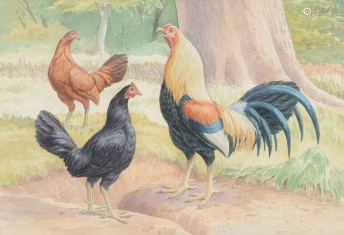 James Sinnott (20th century) Spanish Game cock with Black and Brown hens Watercolour and pencil