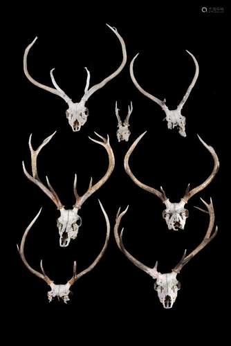 A group of seven skull mounted red deer antlers, Cervus elaphu, various point sizes,