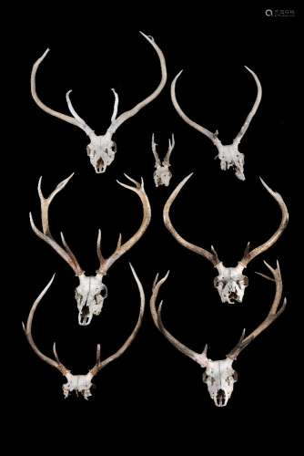 A group of seven skull mounted red deer antlers, Cervus elaphu, various point sizes,