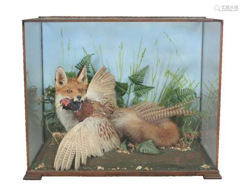 A preserved red fox carrying a pheasant in a naturalistic setting, Vulpes vulpes & Phasianus