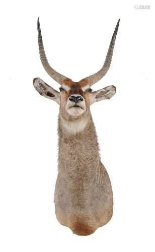ϒ A preserved and mounted antelope head, almost certainly a Waterbuck, Kobus ellipsiprymnus