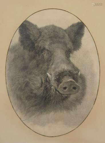 A framed and glazed black and white print of a head of a wild boar, circa 1900, probably a