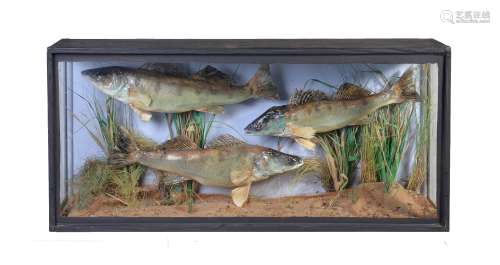An ebonised and glazed case of three preserved fish mounted in a naturalistic setting, mid 20th